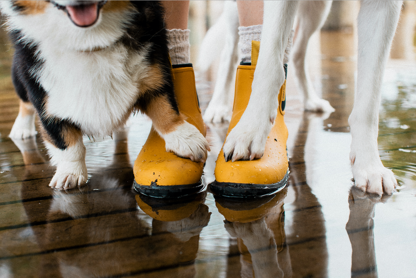 Cuteness Overload: Rain Boots + Animals - Merry People US